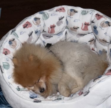 Dog sleeping on comfy bed during overnight dog boarding at Raising Paws in Forest Park GA.