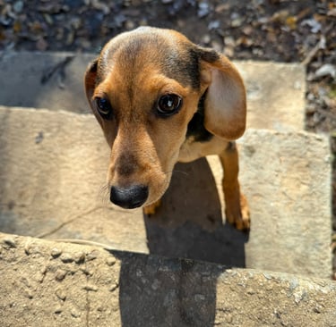 Puppy boarding stay at Raising Paws Forest Park GA near Hartsfield-Jackson.