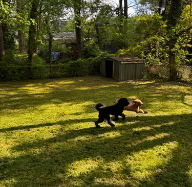 Two dogs playing together at Raising Paws pet daycare Forest Park Georgia