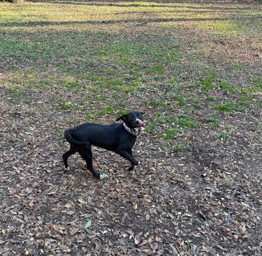 Dog enjoying outdoor time at Raising Paws pet boarding near Atlanta Airport.