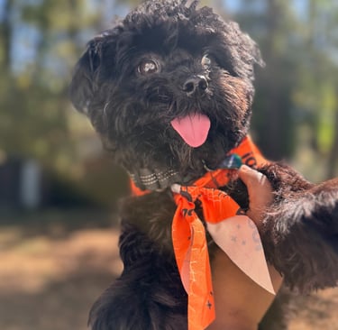 Dog guest outside happily playing at Raising Paws pet boarding and daycare in Forest Park GA.