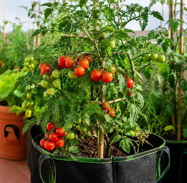 Cherry tomato plant growing in a fabric grow bag with ripe red tomatoes in a sunny container garden.