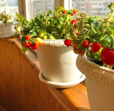 Cherry Tomatoes: The Beginner-Friendly Tomato