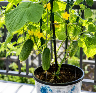 Healthy cucumber plant growing in a container with trellis support, producing fresh cucumbers and ye