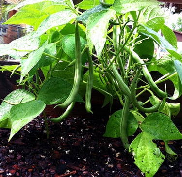 Healthy green bean plants producing fresh bean pods in a raised garden bed after rainfall.
