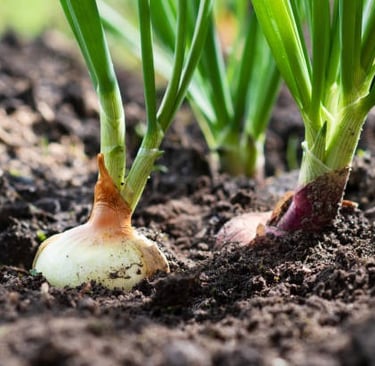 Green Onions: Practically Foolproof