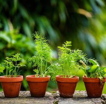 Healthy carrot plants growing in terracotta pots with lush green foliage in a home container garden.