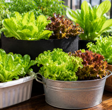 Fresh green and red lettuce growing in shallow containers and planter boxes on a sunny balcony garde