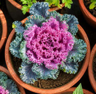 Vibrant pink ornamental kale growing in a terracotta pot with ruffled purple and green leaves in a c