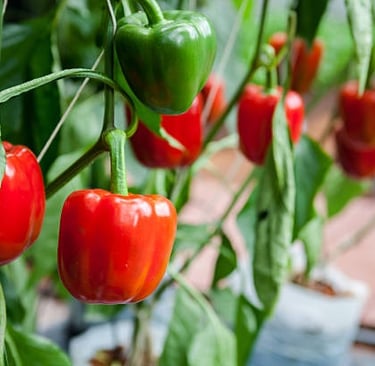 Peppers: Surprisingly Easy