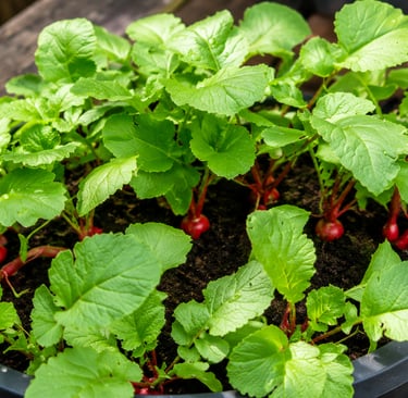 Healthy radish plants growing in a round container with red radish bulbs emerging from the soil in a