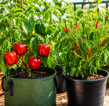 Sweet bell peppers and chili peppers growing in containers on a sunny patio garden with healthy gree