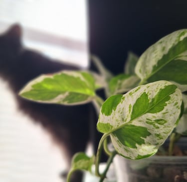 Pothos houseplant with variegated leaves in a cozy home setting with cat in background