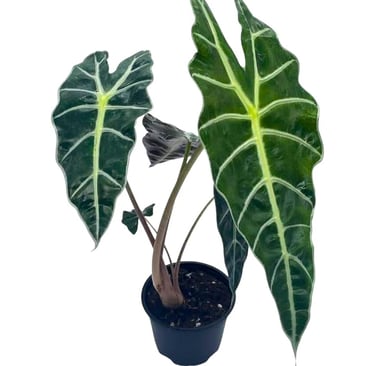Alocasia × amazonica ‘Polly’ thriving in LECA clay pebbles in a semi-hydro system for enhanced care