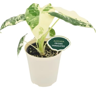 Alocasia micholitziana ‘Frydek’ growing in LECA semi-hydroponic setup to promote oxygen-rich roots