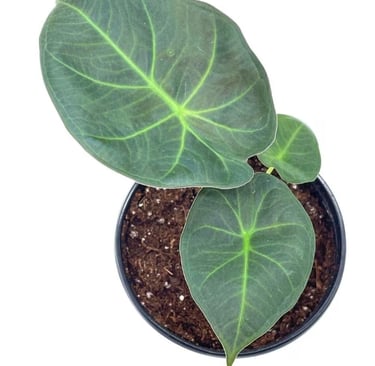 Alocasia Regal Shield elephant’s ear plant in nursery pot, ideal for chunky aroid soil mix