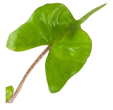 Alocasia stingray elephant ear plant with unique leaf shape, suitable for corm growth and sphagnum