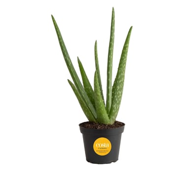 Aloe vera plant in well-draining desert soil mix suitable for drought-tolerant indoor plants.