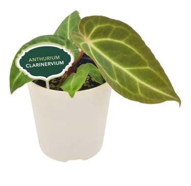 Anthurium clarinervium velvet leaf indoor plant with dark green veined foliage, ideal for sphagnum
