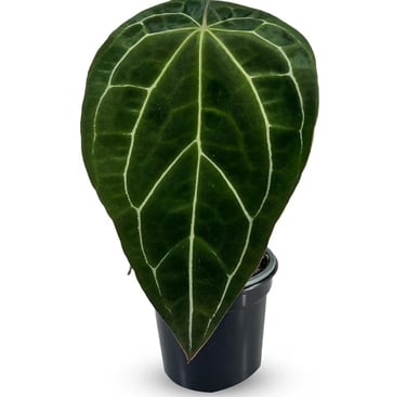 Anthurium crystallinum velvet leaf indoor plant with prominent white veins, suitable for sphagnum