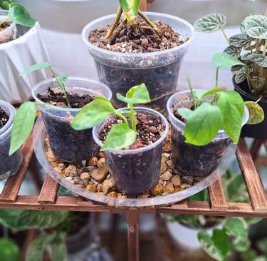 indoor plant pot setup with clear nursery pot showing proper drainage
