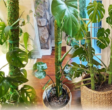 Classic round sphagnum moss pole used to support Monstera and climbing houseplants indoors.