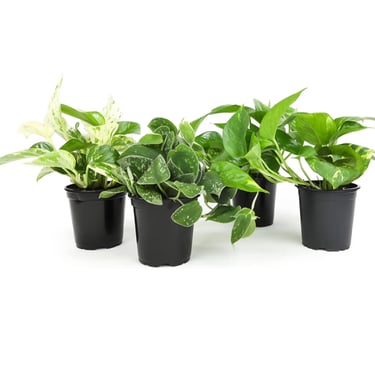 Climbing pothos growing in airy chunky aroid soil mix for strong root development indoors.