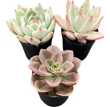 Echeveria succulent planted in fast-draining desert soil mix, ideal for low-water indoor succulent.