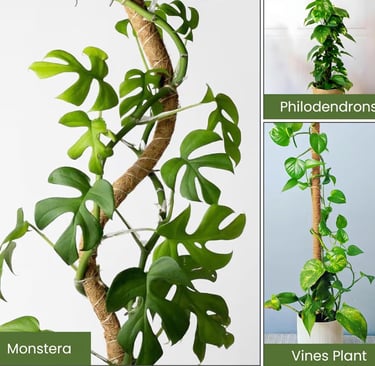 Climbing indoor houseplant secured to a moss pole showing aerial root attachment and vertical growth