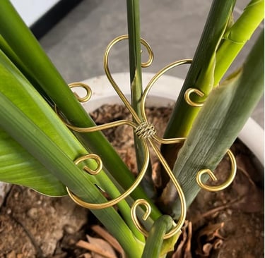 Gold iron plant stem support clips used to stabilize Monstera and other indoor climbing plants