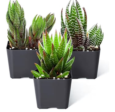 Haworthia succulent growing in gritty desert soil mix designed for proper drainage and root health.