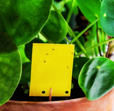 yellow sticky trap with fungus gnats in houseplant soil
