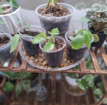 Clear nursery pot with drainage holes for indoor plant repotting and healthy roots