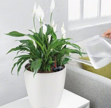 Lechuza large self-watering planter with removable inner liner and water level indicator