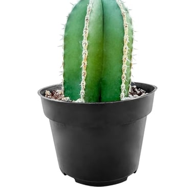 Mexican Fence Post Cactus (Pachycereus marginatus) in black nursery pot, ideal for fast-draining mix