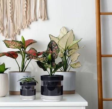 Modern black terracotta self watering plant pot with transparent glass water reservoir base