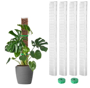 Indoor plant next to moss pole demonstrating proper moss pole installation for climbing plants