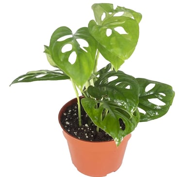 Monstera adansonii planted in well-draining chunky aroid soil mix for climbing indoor growth.