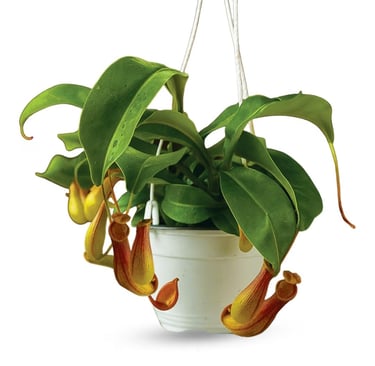 Nepenthes sanguinea tropical pitcher plant growing in airy sphagnum moss mix with orchid bark