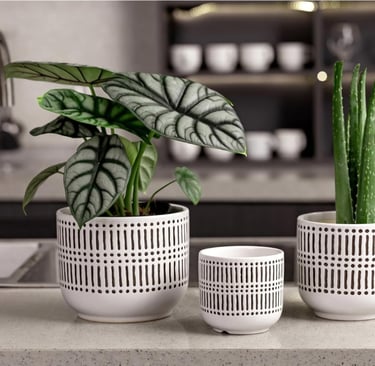 Ceramic cache pot used as decorative cover for indoor potted houseplant in bright home setting