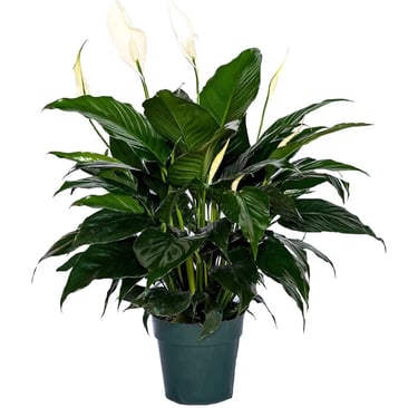 Peace lily (Spathiphyllum) growing in balanced indoor potting soil mix with moderate drainage