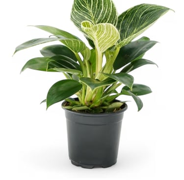 Philodendron Birkin with white variegation growing in chunky aroid soil mix with orchid bark