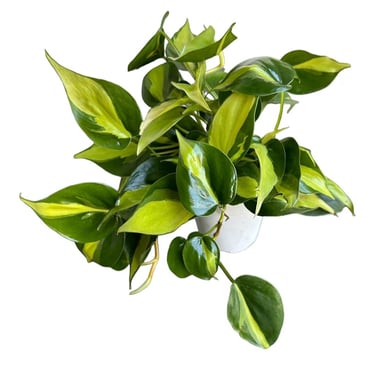 Philodendron brasil variegated heartleaf indoor plant, great for sphagnum moss propagation