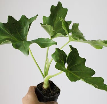 Philodendron selloum ‘Hope’ live tropical houseplant in nursery pot, ideal for bright indirect light