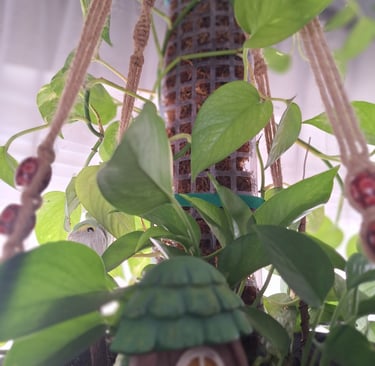 Climbing indoor houseplant secured to a moss pole showing aerial root attachment and vertical growth