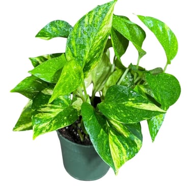 Pothos (Epipremnum aureum) in balanced indoor potting soil mix with proper drainage for root health
