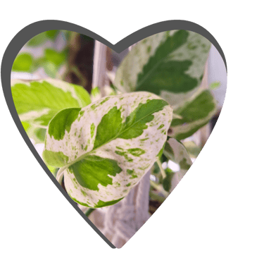 Heart logo for quiet at home brand.