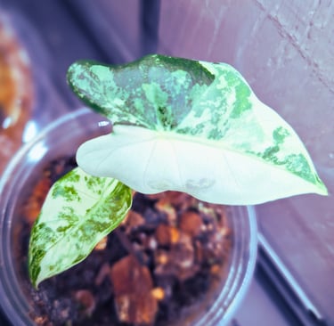 Quiet at home variegated Frydek plant featured in plant care collection