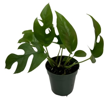 Rhaphidophora tetrasperma growing in chunky aroid soil mix suitable for climbing tropical houseplant