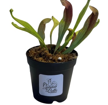 Sarracenia Maroon carnivorous pitcher plant with dramatic deep red tube-shaped foliage